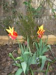 resized_tulipanes.jpg