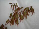 resized_hoja arce.jpg