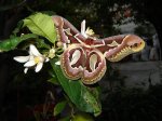 DSC00517.jpg