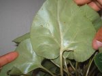 Ciclamen enfermo.jpg