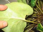 Ciclamen enfermo 2.jpg
