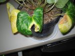 Hojas carcomidas de Ciclamen.jpg