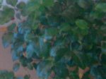 26042007130.jpg