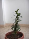 Plantas.jpg