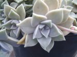 ficus 011.jpg