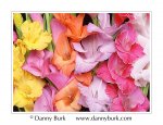 gladiolus4.jpg