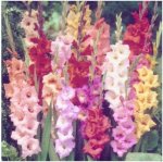 gladiolus_mixed.jpg