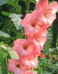 Gladiolus050813.jpg