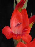 gladiolus-flor.jpg