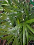 palmera dism.jpg