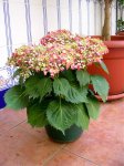 DSCN7413.jpg