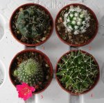 cactus costa brava 1.JPG