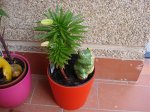 DSC00183.jpg