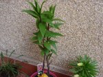 DSC00184.jpg