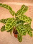calathea zebrina.jpg