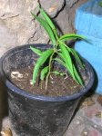 DSCN1295.jpg