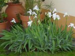 florblanca.jpg