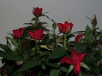 P4230476 reducida.jpg