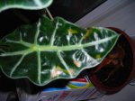DSCN0306.jpg