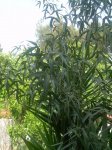 DSCN5866.jpg