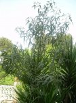 DSCN5868.jpg