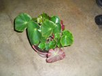 plantas 065.1.JPG
