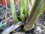 bolbillos de sparaxis 27abr07.jpg