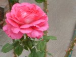 infojardin 056.jpg
