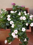 Abril 2007 019.jpg