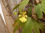 Psygmorchis Pusilla1 07-04-07.jpg