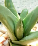 h_marginata_closeup.jpg