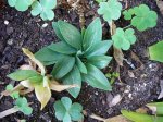alstromeria layla abr.jpg