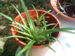 liatris 28-04-07.jpg