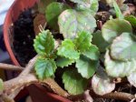 100_1570.jpg