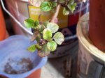 100_1571.jpg