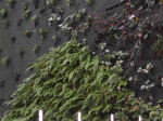 Jardin-Vertical-detalleDic0.gif