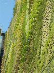 Jardin-Vertical-2Dic07-(11).gif