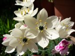 ornithogalum.JPG