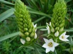 ornithogalum 28abr07.JPG