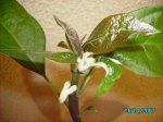 26Abril07 004.jpg