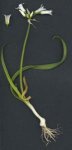 Allium.jpg
