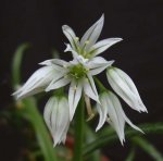 Allium 2.jpg