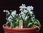 Allium 3.jpg