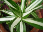 dracena mia.jpg