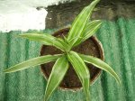 dracena mia 2.jpg
