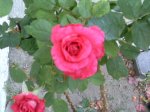 infojardin 070.jpg