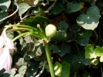 infojardin 076.jpg