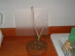 DSCF0003.jpg