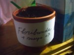 YA PLANTADO.jpg