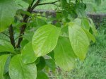 DSC03759.jpg
